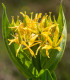 Gentiana lutea
