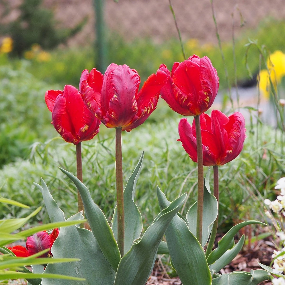 Tulipán Rococo - Tulipa - cibuloviny - 3 ks