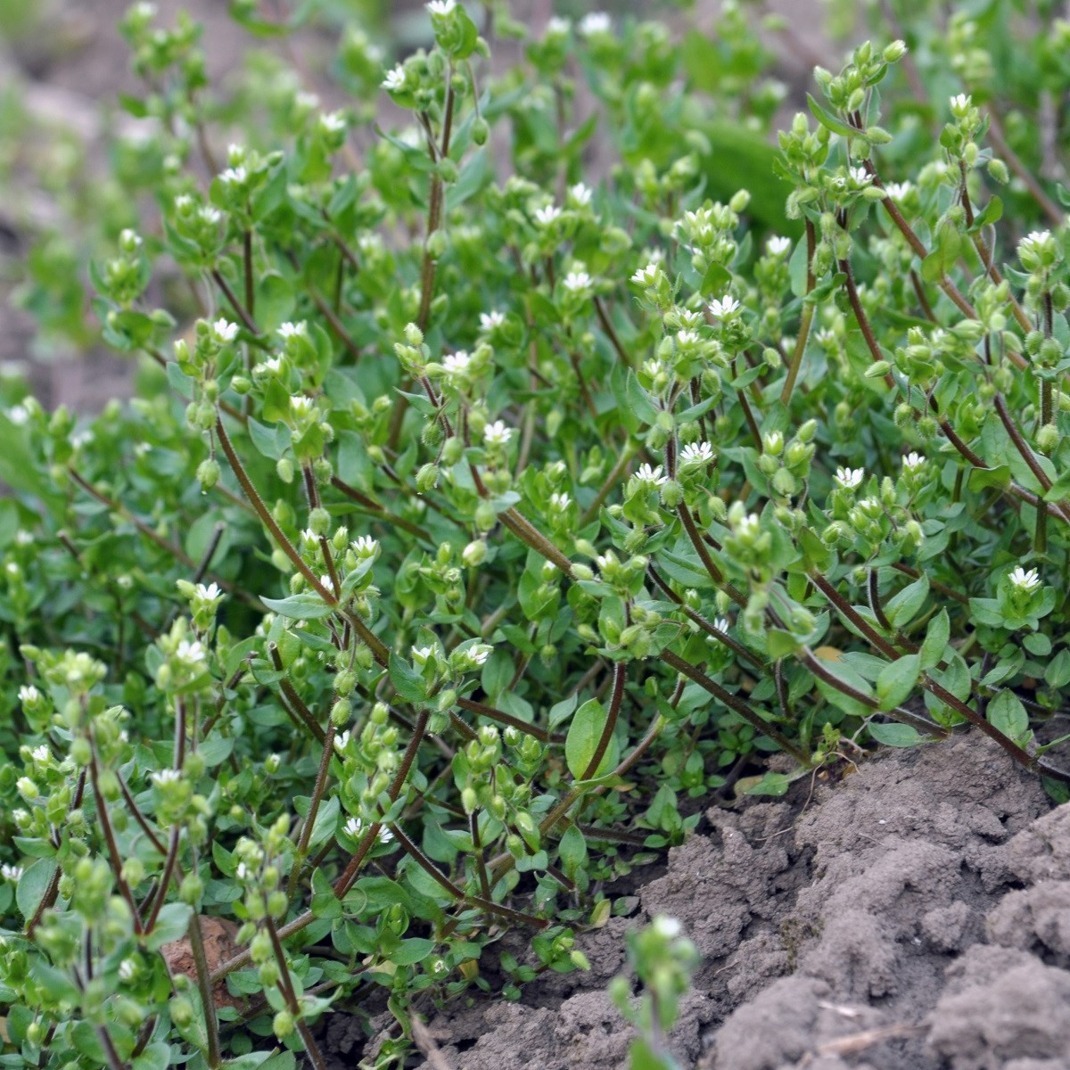 Ptačinec prostřední - Stellaria media - semena - 500 ks