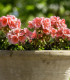 Muškát páskatý Nekita F1 Salmon - Pelargonium zonale - semena - 4 ks