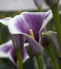 Kala Picasso - Kornoutovka - Zantedeschia Picasso - cibuloviny - 1 ks