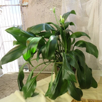 Líbenka - Eucharis - cibuloviny - 1 ks