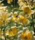 Lilie Honeymoon - Lilium - cibuloviny - 1 ks