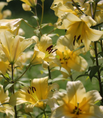 Lilie Honeymoon - Lilium - cibuloviny - 1 ks