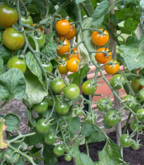 Rajče Sungold F1 - Solanum lycopersicum - semena - 6 ks