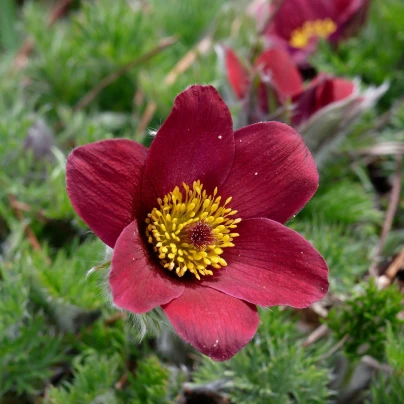 Koniklec obecný Rote Glocke - Pulsatilla vulgaris - semena - 10 ks