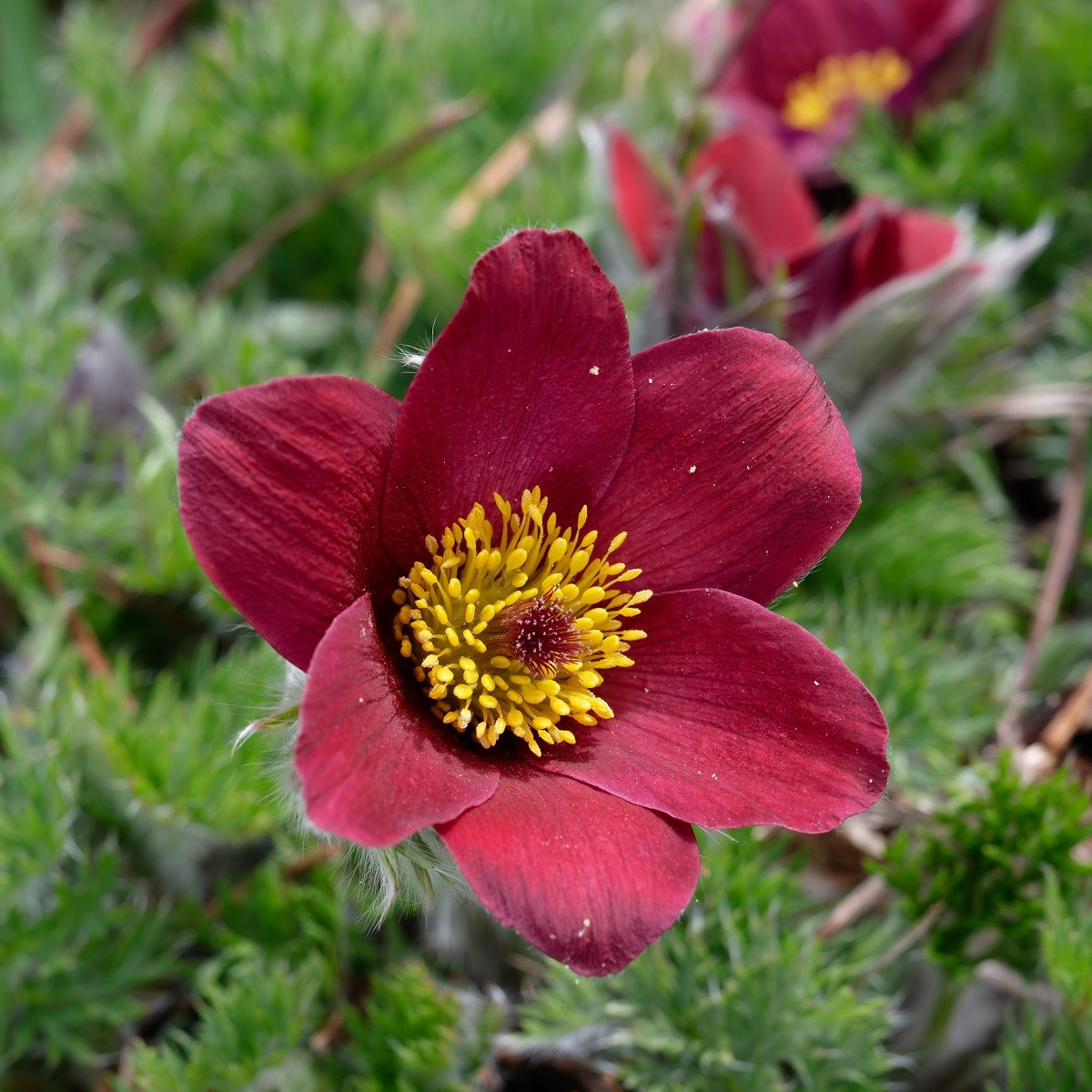 Koniklec obecný Rote Glocke - Pulsatilla vulgaris - semena - 10 ks