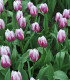 Tulipán Striped Flag - Tulipa - cibuloviny - 3 ks