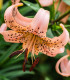 Lilie Pink Tiger - Lilium - cibuloviny - 1 ks