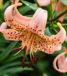 Lilie Pink Tiger – Lilium – cibulky lilie