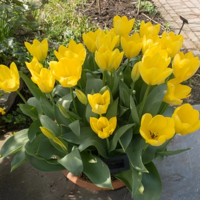 Tulipán Purissima - Tulipa - cibuloviny - 3 ks