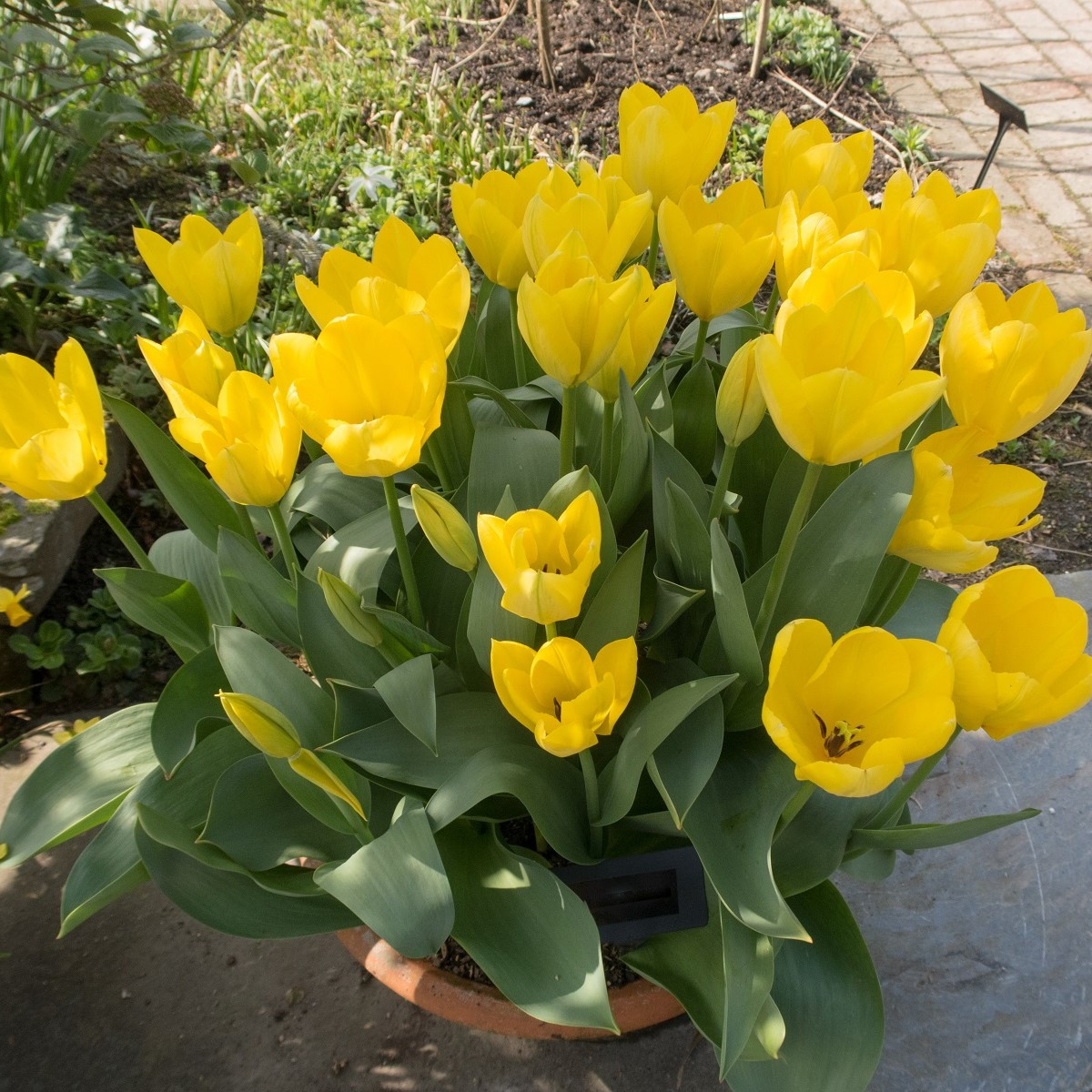 Tulipán Purissima - Tulipa - cibuloviny - 3 ks