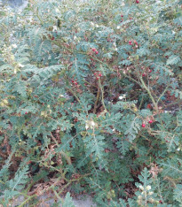 Rajče pichlavé Liči - Solanum sisymbrifolium - semena - 6 ks
