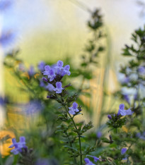 Marulka lékařská - Calamintha nepeta - semena - 300 ks