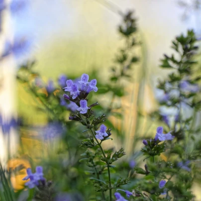 Marulka lékařská - Calamintha nepeta - semena - 300 ks