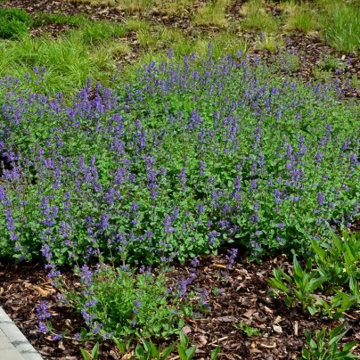 Marulka lékařská - Calamintha nepeta - semena - 300 ks
