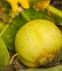 BIO Okurka salátová Lemon - Cucumis sativus - bio semena - 8 ks