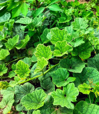 BIO Okurka salátová Lemon - Cucumis sativus - bio semena - 8 ks