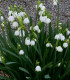 Bledule letní - Leucojum Aestivum - cibuloviny - 2 ks