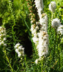 Šuškarda bílá Alba - Liatris spicata - cibuloviny - 5 ks