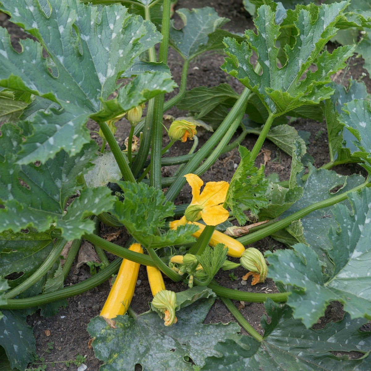 Cuketa Paladin F1 - Cucurbita pepo - semena - 10 ks