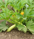 Cuketa Kveta - Cucurbita pepo - semena - 10 ks