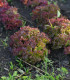 BIO Salát listový kadeřavý Lollo Rossa - Lactuca sativa - bio semena - 80 ks