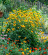 Třapatka okázalá Speciosa - Rudbeckia speciosa - prostokořenné sazenice - 1 ks