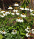 Třapatkovka nachová Primadonna White - Echinacea purpurea - semena - 15 ks