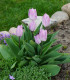 Tulipán Candy Prince - Tulipa - cibuloviny - 3 ks