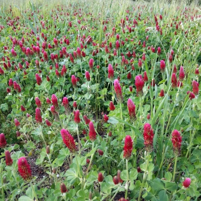 Jetel inkarnát - Trifolium incarnatum - semena - 150 ks