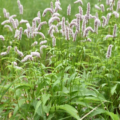 Rdesno Hadí kořen - Bistorta officinalis - semena - 15 ks