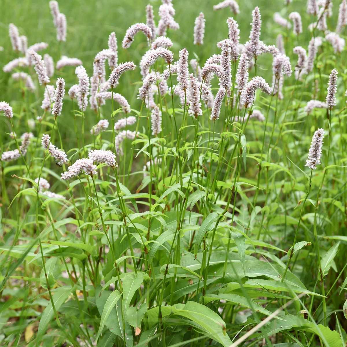Rdesno Hadí kořen - Bistorta officinalis - semena - 15 ks