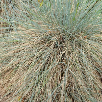 Kostřava ovčí - Festuca ovina - semena - 50 ks
