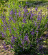 Šalvěj luční - Salvia pratensis - semena - 150 ks