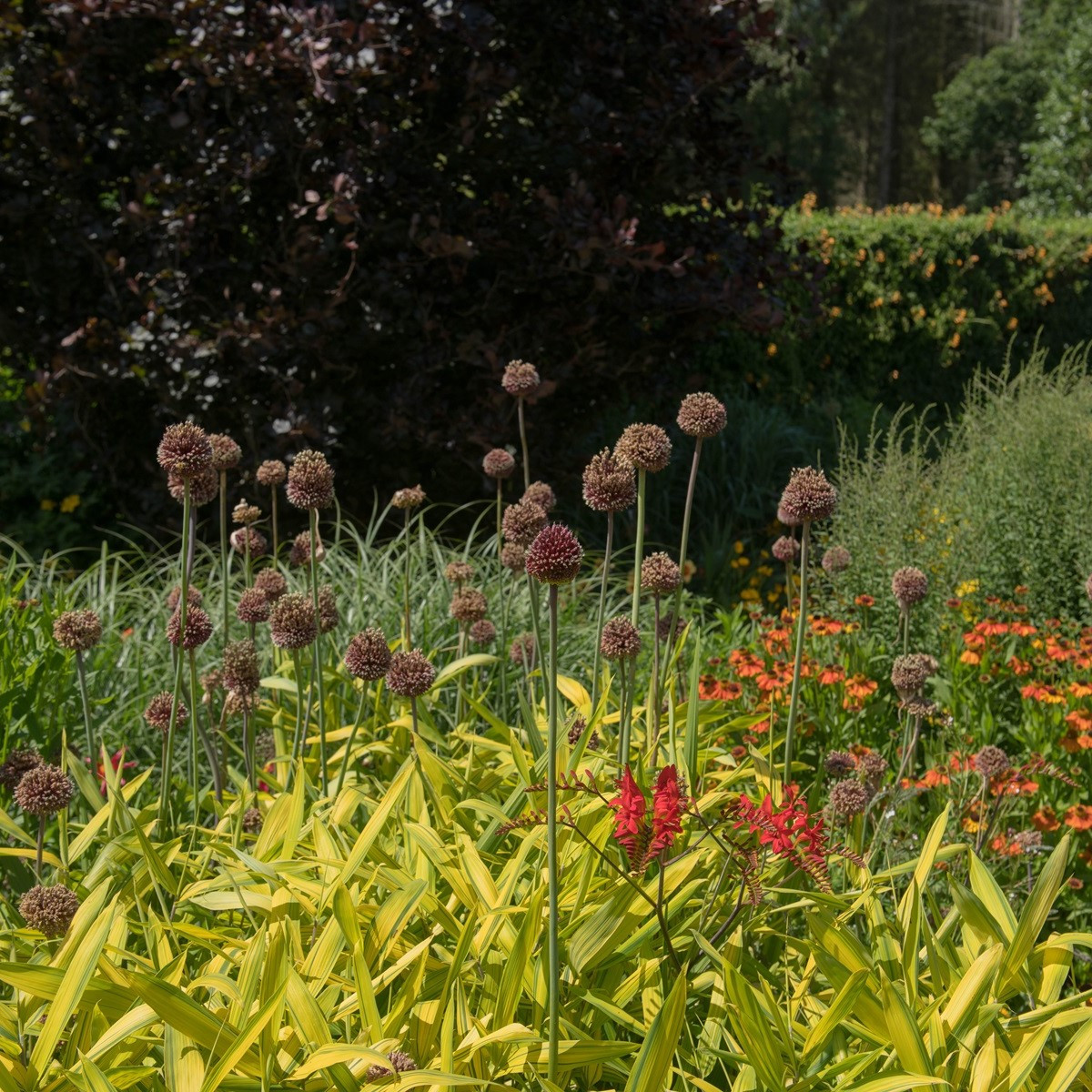 Česnek Red Mohican - Allium amethystinum  - cibuloviny - 1 ks