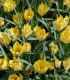 Tulipán Batalinii Bright Gem - Tulipa - cibuloviny - 3 ks