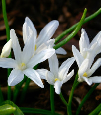 Ladonička zářící bílá - Chionodoxa luciliae alba - cibuloviny - 5 ks