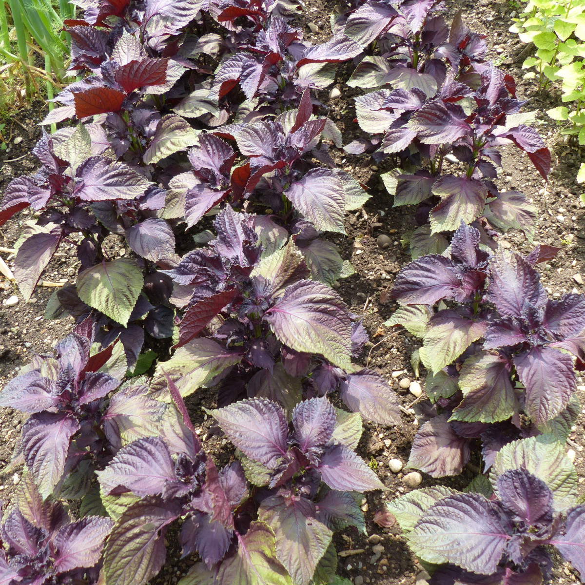 BIO semena perily – BIO Perilla červená – Perilla frutescens