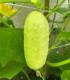 BIO Okurka polní White Wonder - Cucumis sativus - bio semena - 10 ks