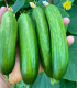 BIO Okurka Mirella - Cucumis sativus - bio semena - 10 ks