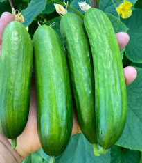 BIO Okurka Mirella - Cucumis sativus - bio semena - 10 ks