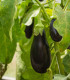 BIO Lilek Black Beauty - Solanum melongena - bio semena - 20 ks