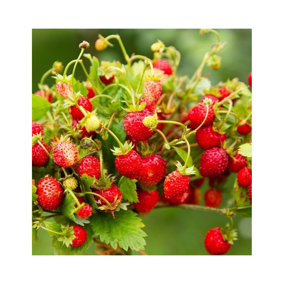 BIO Jahodník stáleplodící Reine des Vallées - Fragaria ananassa - bio semena - 10 ks