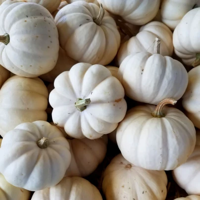 Tykev okrasná Baby Boo - Cucurbita pepo - semena - 6 ks