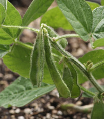 BIO Sója Green Shell - Glycine max - bio semena - 20 ks