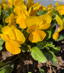 BIO Violka rohatá žlutá - Viola cornuta - bio semena - 20 ks