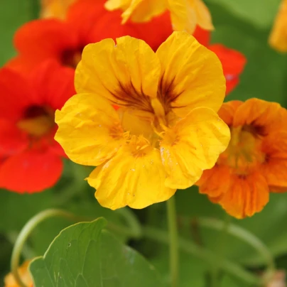 BIO Lichořeřišnice - Tropaeolum majus - bio semena - 10 ks