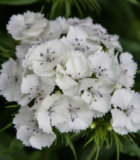 BIO Hvozdík bradatý Sweet William - Dianthus barbatus - bio semena - 50 ks