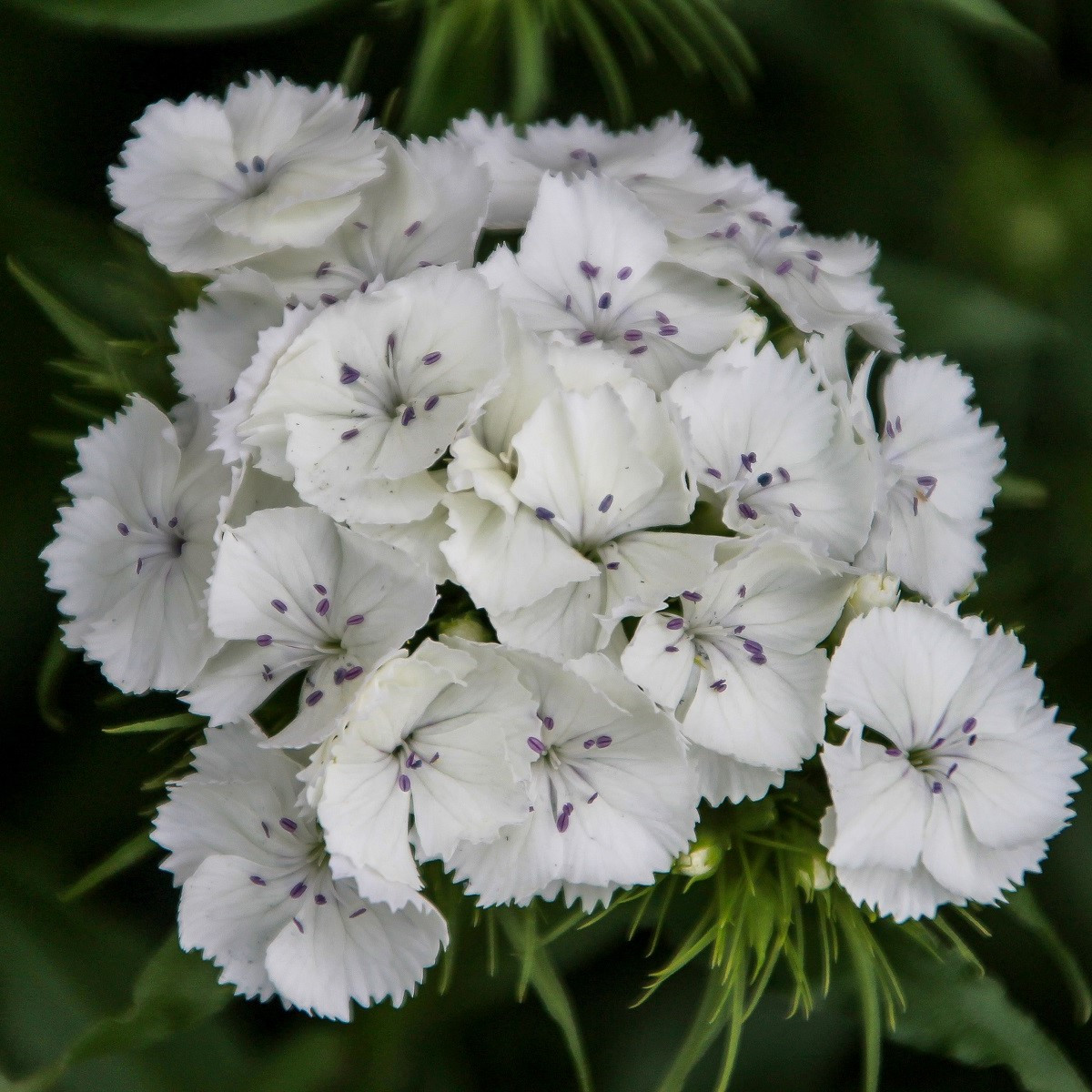 BIO Hvozdík bradatý Sweet William - Dianthus barbatus - bio semena - 18 ks